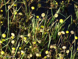 Cotule Pied-de-corbeau, Corne de cerf © P. Rouveyrol