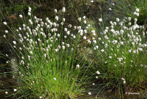 Linaigrette vaginée, Linaigrette engainée © P. Gourdain