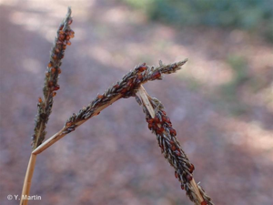 Sporobole fertile, Sporobole tenace © 