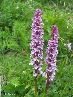 Gymnadénie moucheron, Orchis moucheron, Orchis moustique © S. Filoche