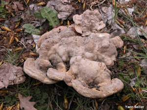 Tramète bossue © Y. Sellier
