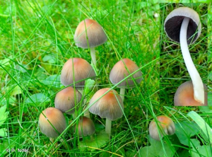 Coprin micacé © P. Noël