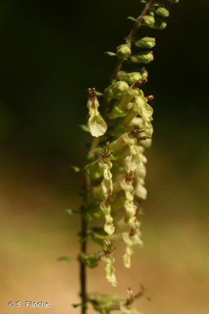 Germandrée, Sauge des bois, Germandrée Scorodoine © S. Filoche