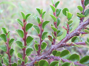 Cotonéaster horizontal © H. Tinguy