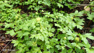 Moschatelline, Adoxe musquée © R. Poncet