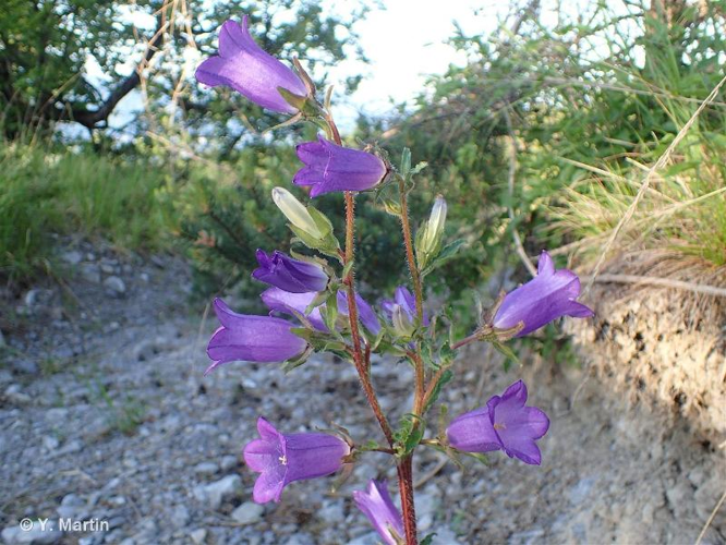 Campanule carillon, Fausse Raiponce &copy; 