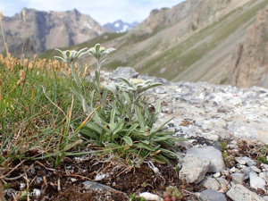 Edelweiss © 