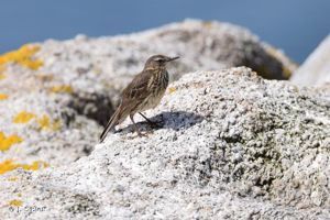 Pipit maritime © J. Siblet