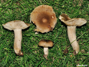 Russule à odeur de topinambour © Y. Sellier