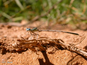 Agrion blanchâtre © F. Jiguet