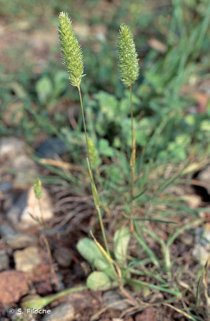 Fausse fléole, Rostraria à crête, Koelérie fausse Fléole © S. Filoche