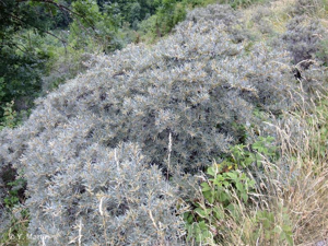 Argousier, Saule épineux © 
