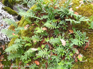 Polypode austral © A.-H. Paradis & R. Poncet