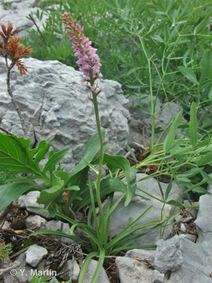 Gymnadenie odorante, Orchis odorant © 