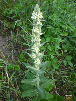 Molène lychnide, Bouillon femelle © P. Gourdain