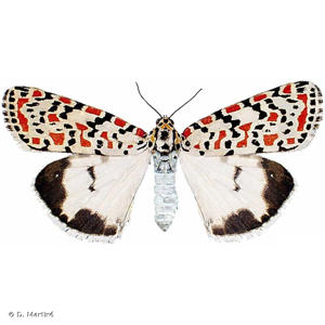 Gentille (La), Ecaille du Myosotis (L') © D. Martiré