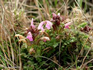 Pédiculaire des forêts, Pédiculaire des bois, Herbe aux poux © O. Roquinarc'h