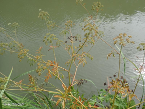 Cigüe aquatique, Ciguë vénéneuse, Cigüe vireuse © H. TINGUY