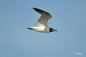 Mouette atricille © J.P. Siblet