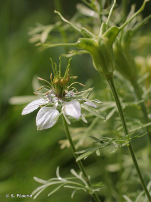 Nigelle des champs © S. Filoche