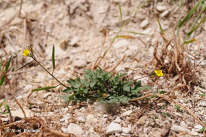 Diplotaxe des murs, Roquette des murailles © A.-H. Paradis