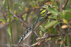 Aeschne bleue (L') © J. David - Bretagne Vivante