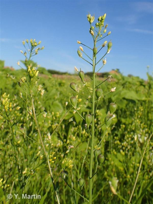 Caméline cultivée, Sésame d'Allemagne © 