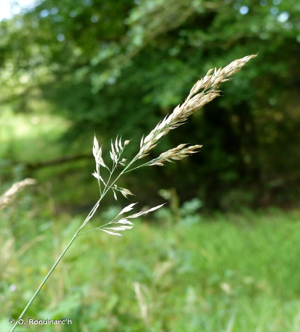 Houlque molle, Avoine molle © O. Roquinarc'h