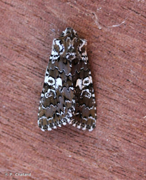 Noctuelle parée (La) © P. Chatard