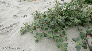Arroche laciniée, Arroche des sables © O. Roquinarc'h