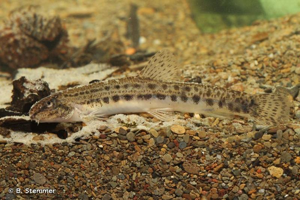 Loche de rivière, Loche épineuse © B. Stemmer