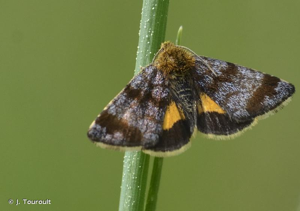 Noctuelle héliaque (La) © J. Touroult