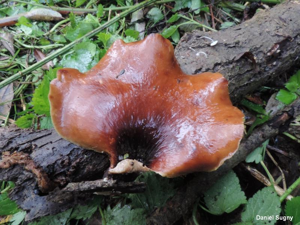 Polypore bai © D. Sugny