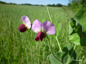 Pois cultivé © P. Gourdain