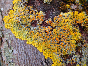 Lichen encroûtant jaune, Parmélie des murailles © R. Poncet