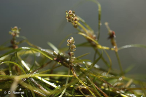 Potamot filiforme © O. Nawrot