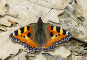 Petite Tortue (La), Vanesse de l'Ortie (La), Petit-Renard (Le) © J. Thévenot
