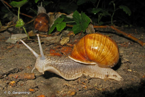 Escargot de Bourgogne © O. Gargominy