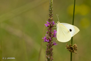 Piéride du Chou (La), Grande Piéride du Chou (La), Papillon du Chou (Le) © J. LAIGNEL
