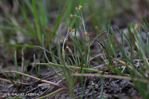 Littorelle à une fleur, Littorelle des étangs © E. VALLEZ / CBNSA
