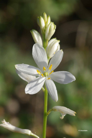 Phalangère à fleurs de lys, Phalangère petit-lis, Bâton de Saint Joseph, Anthéricum à fleurs de Lis © P. Gourdain