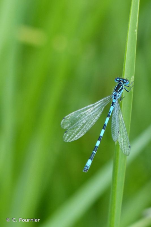 Agrion de Mercure © C. Fournier