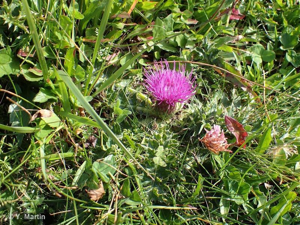 Cirse acaule, Cirse sans tige © 