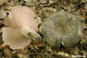 Russule anthracite © R. Chalange