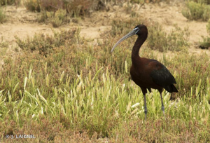Ibis falcinelle © J. LAIGNEL