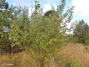 Saule marsault, Saule des chèvres © 