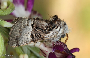 Noctuelle du Coudrier (La) © D. Morel
