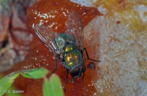 Mouche verte, Mouche dorée © C. Quintin