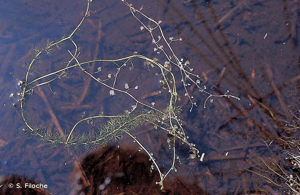 Utriculaire intermédiaire © S. Filoche