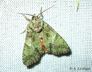 Noctuelle du Camérisier (La) © A. Lévêque